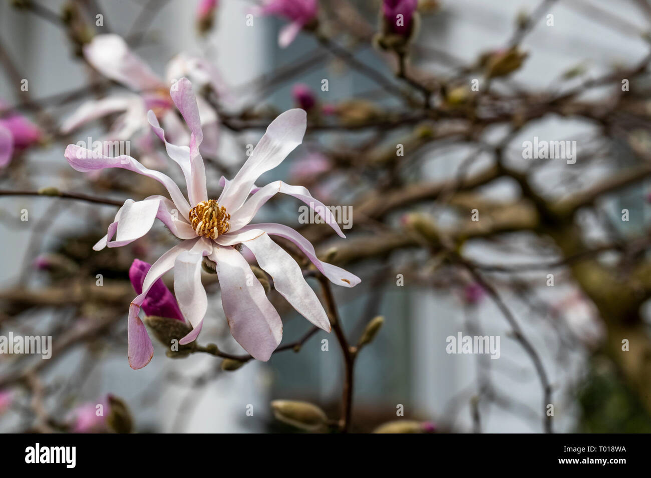 The Magnolias of Phillmore Gardens, London in the spring. Stock Photo