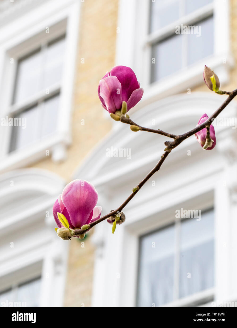 The Magnolias of Phillmore Gardens, London in the spring. Stock Photo