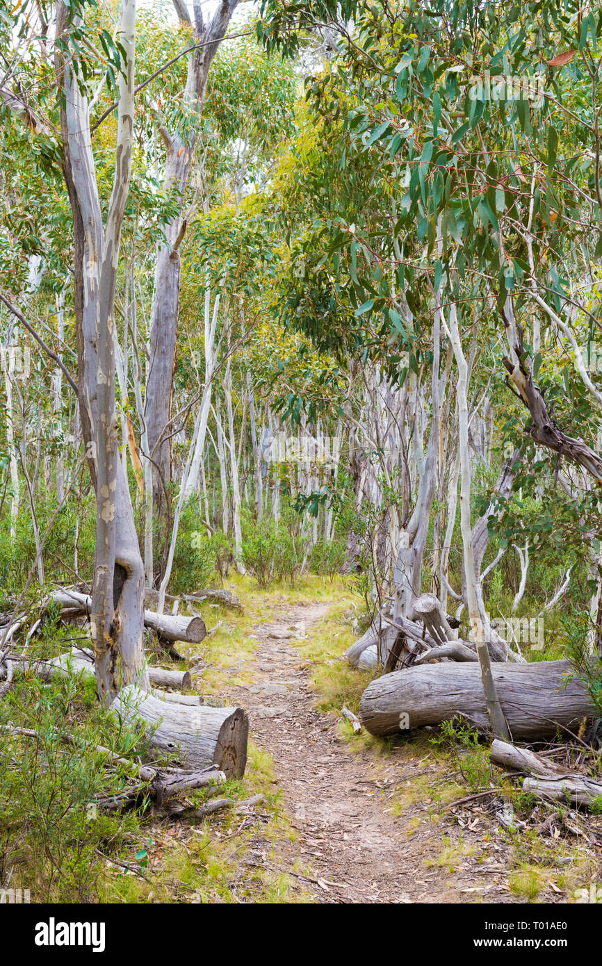 Native Australian forest vegetation in Kosciuszko National Park, NSW, Australia. Nature background with plants and vegetation. Stock Photo