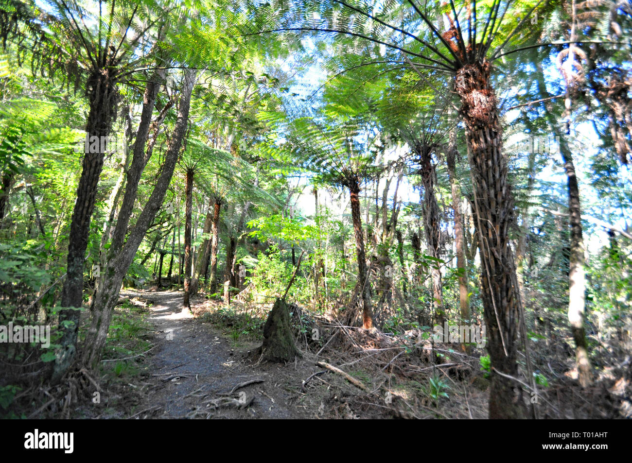 The forest track from the Waitangi Treaty Grounds to Haruru falls. Stock Photo