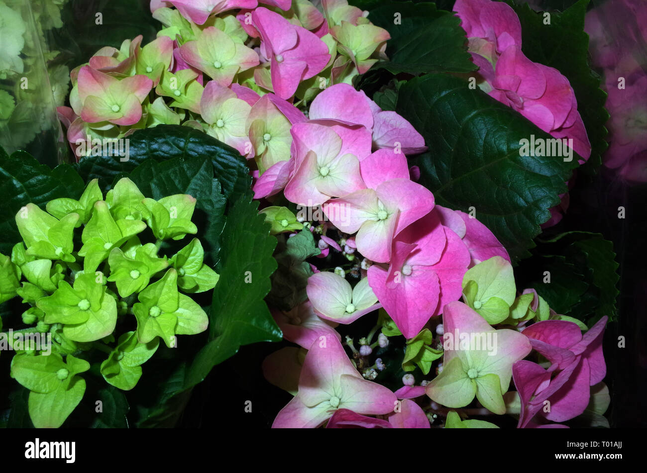 Hortensia flower plants in hi-res stock photography and images - Alamy