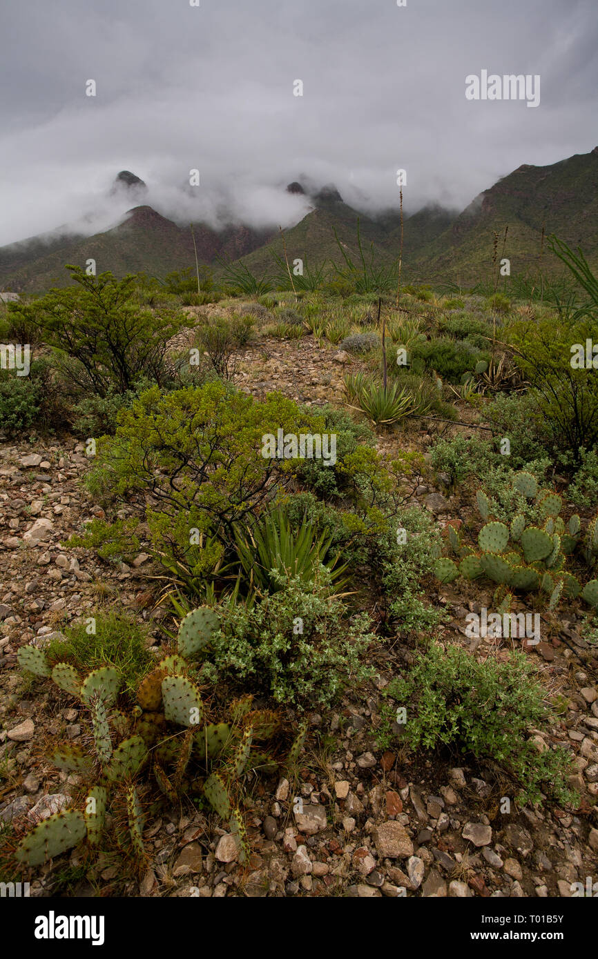 El Paso, El Paso County, Texas, USA Stock Photo Alamy