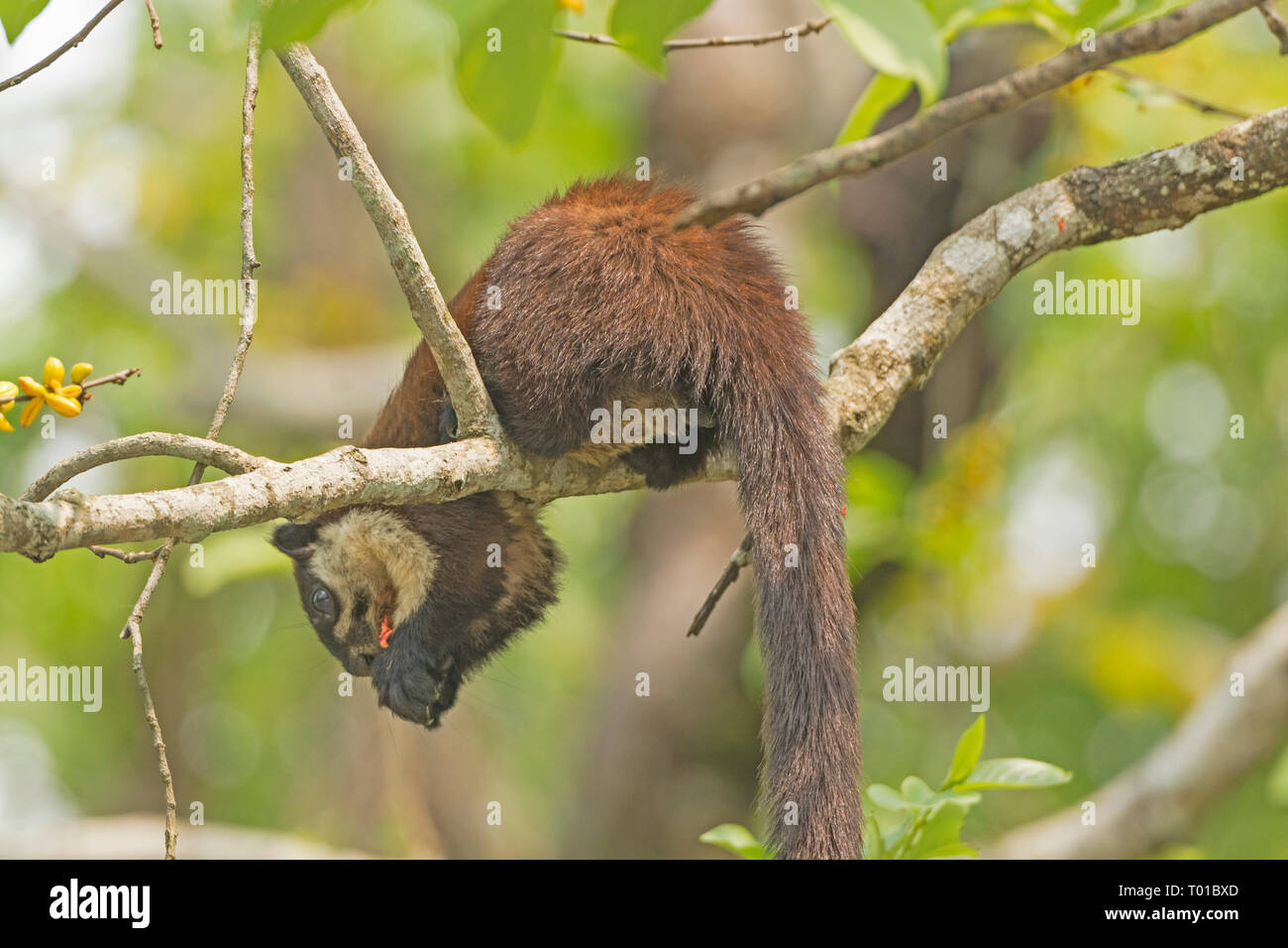 Black Giant Squirrel in a Tree in Karizanga National Park in Assam, India Stock Photo