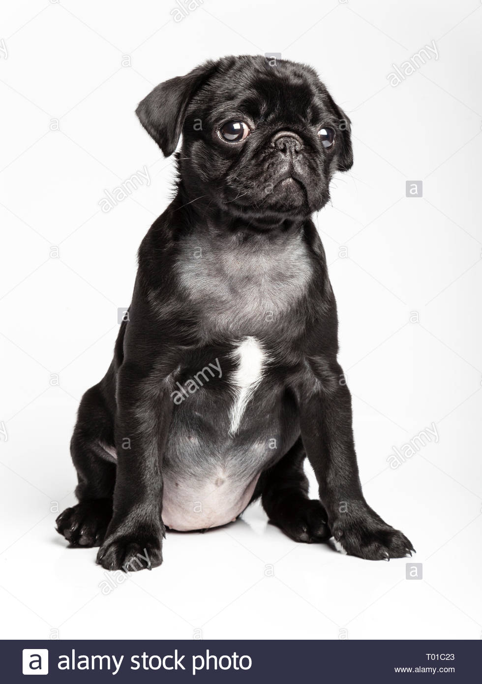 pug black colour