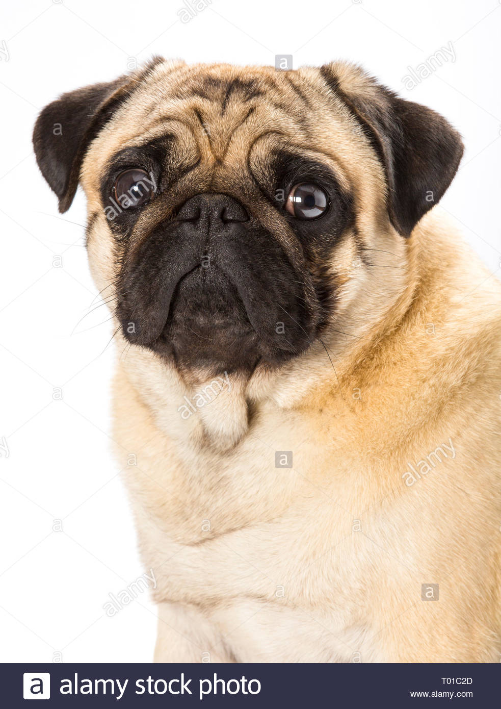 pug china