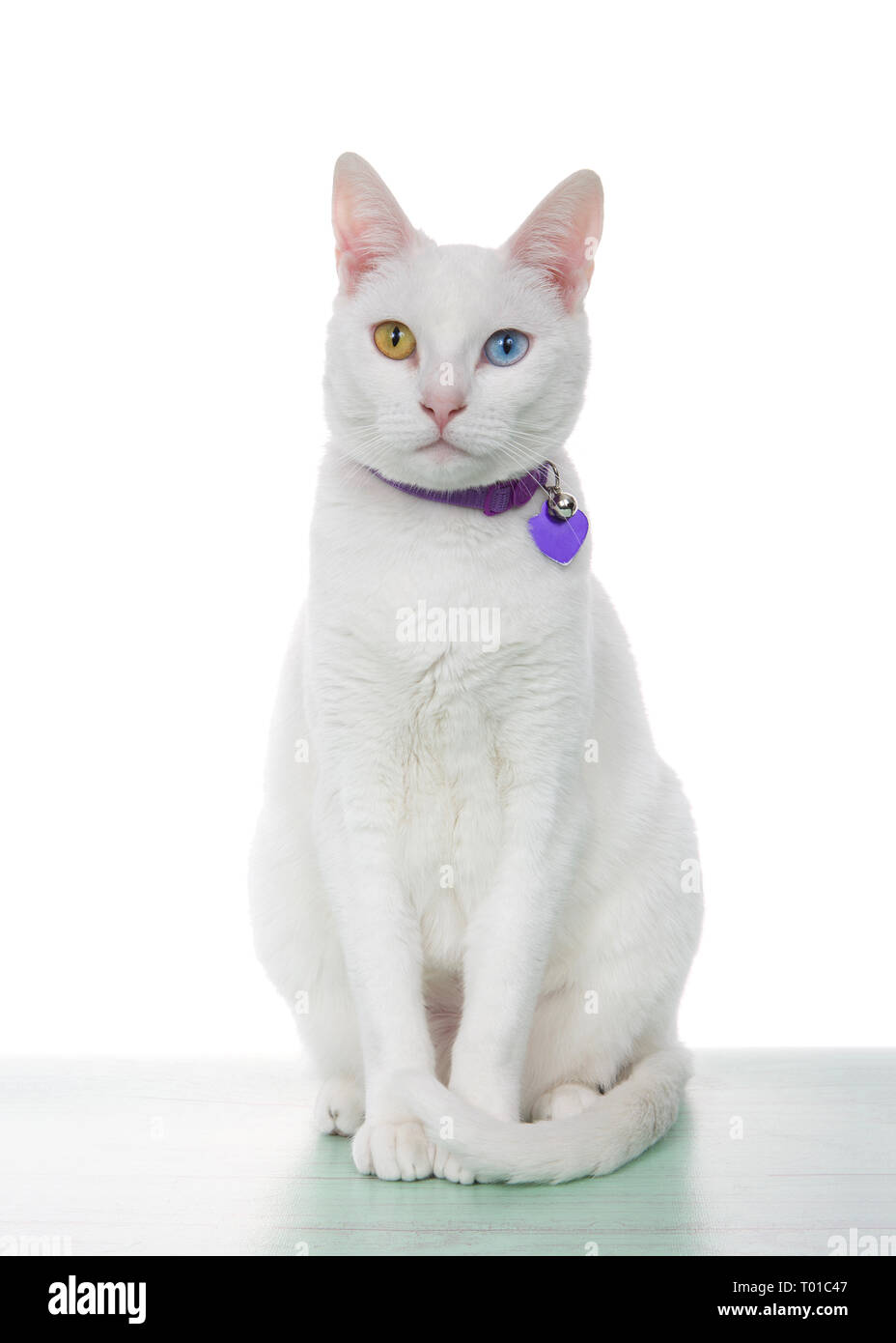 Portrait of a white cat with heterochromia, odd eyes, sitting on a light green surface looking directly at viewer, isolated on white. Wearing ID colla Stock Photo