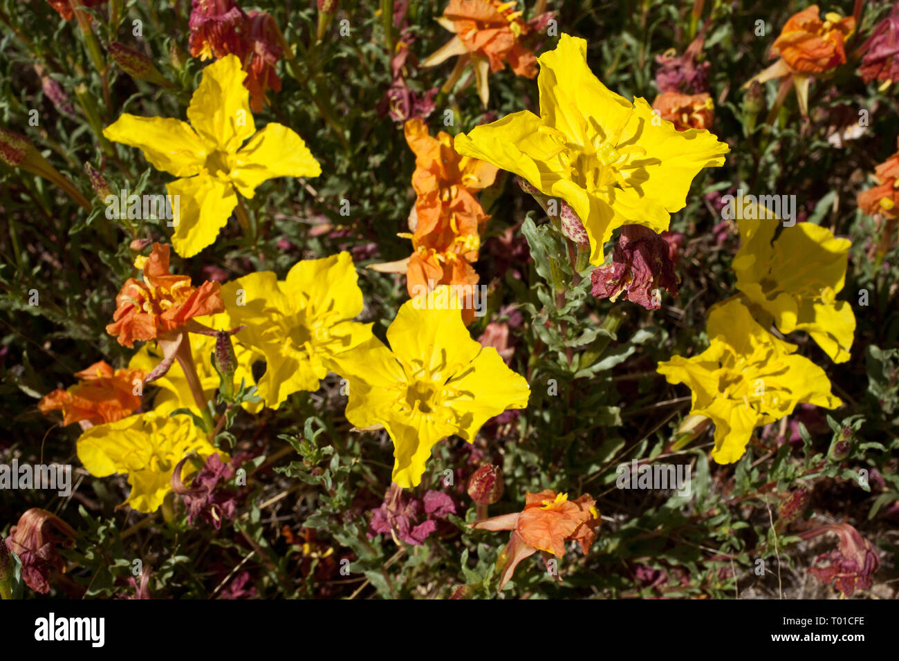 Yellow texas wildflowers hi-res stock photography and images - Alamy