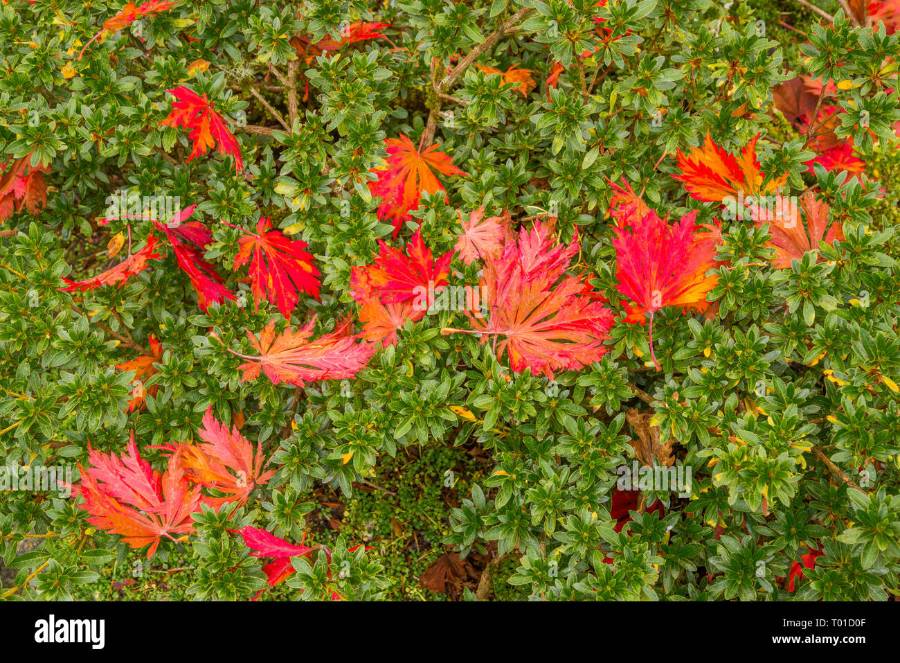 Japanese maple leaves on shrub Stock Photo