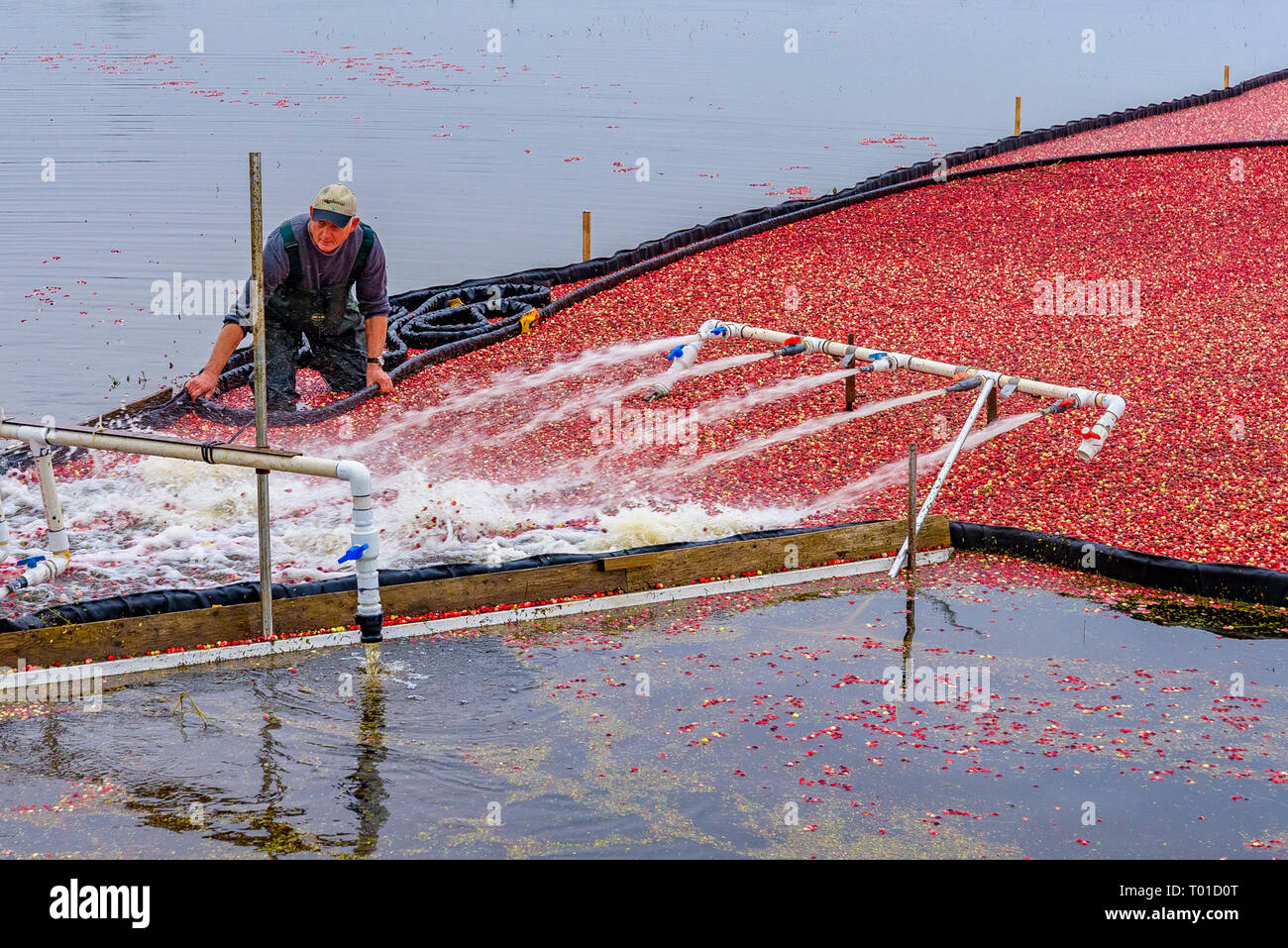 Cranberry harvest, Keefer Farms, Richmond, British Columbia, Canada