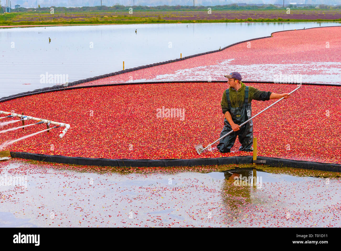 Cranberry harvest, Keefer Farms, Richmond, British Columbia, Canada