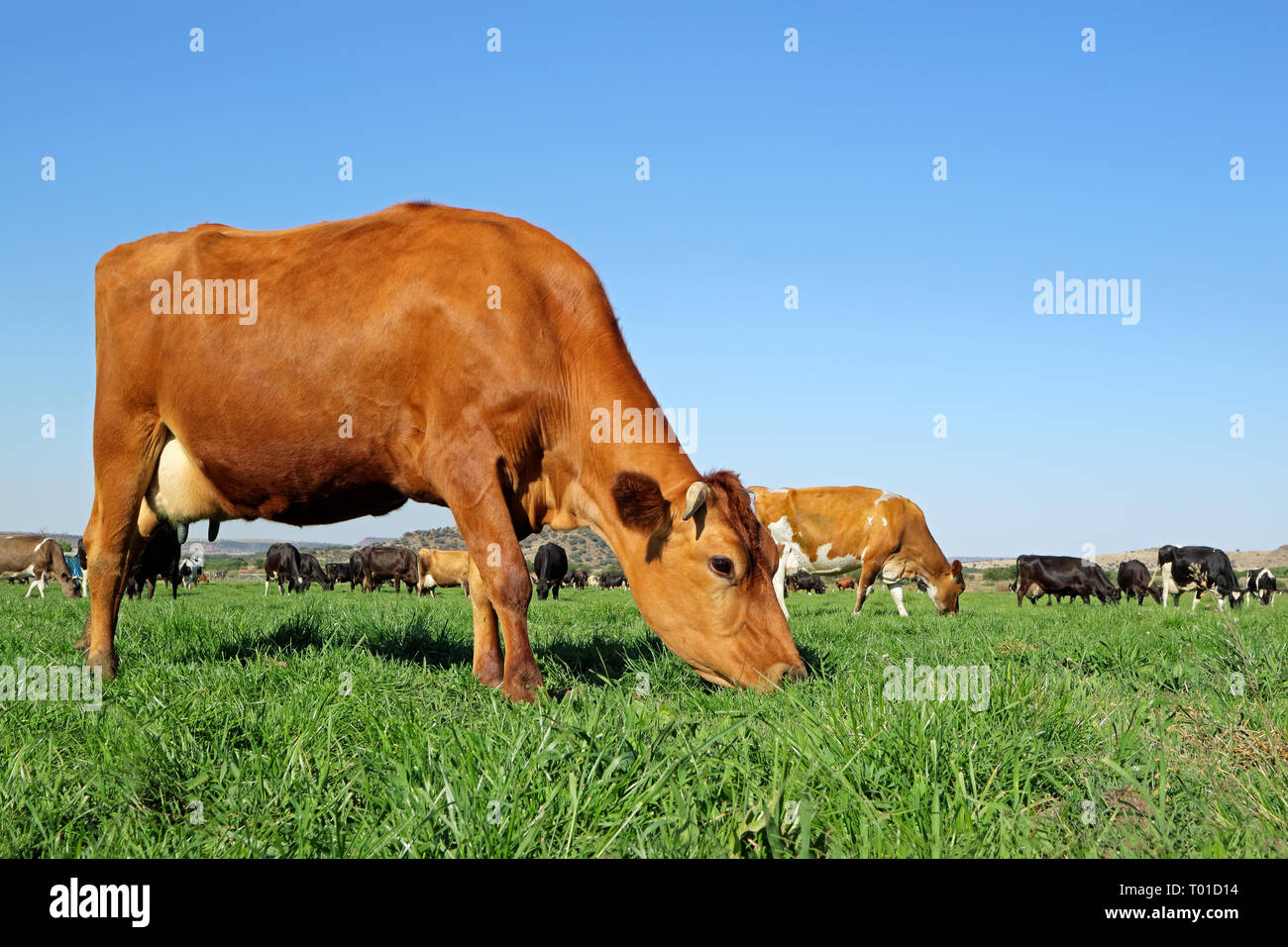 Fresian - Holstein dairy cows grazing on lush green pasture Stock Photo