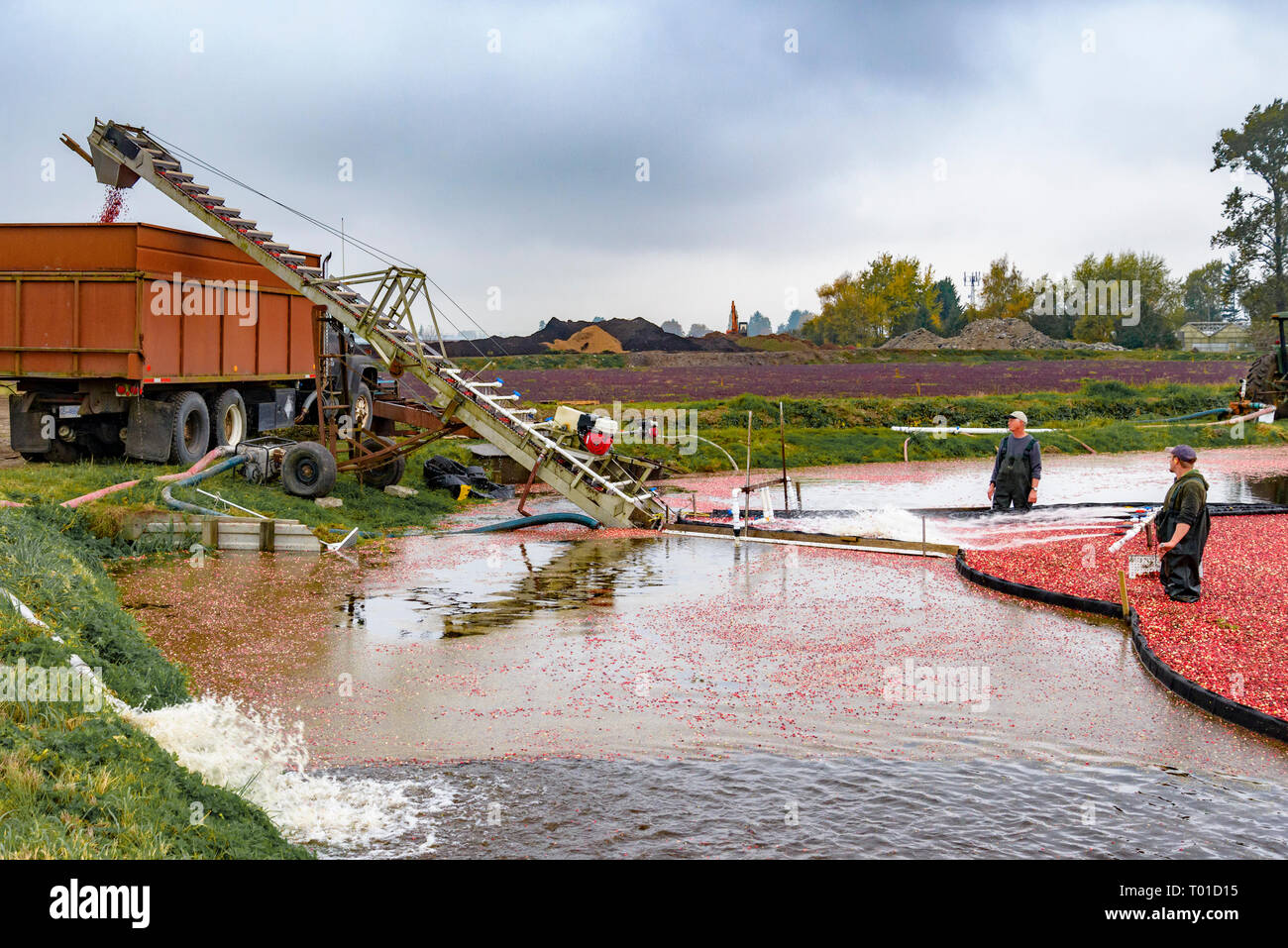 Cranberry harvest, Keefer Farms, Richmond, British Columbia, Canada