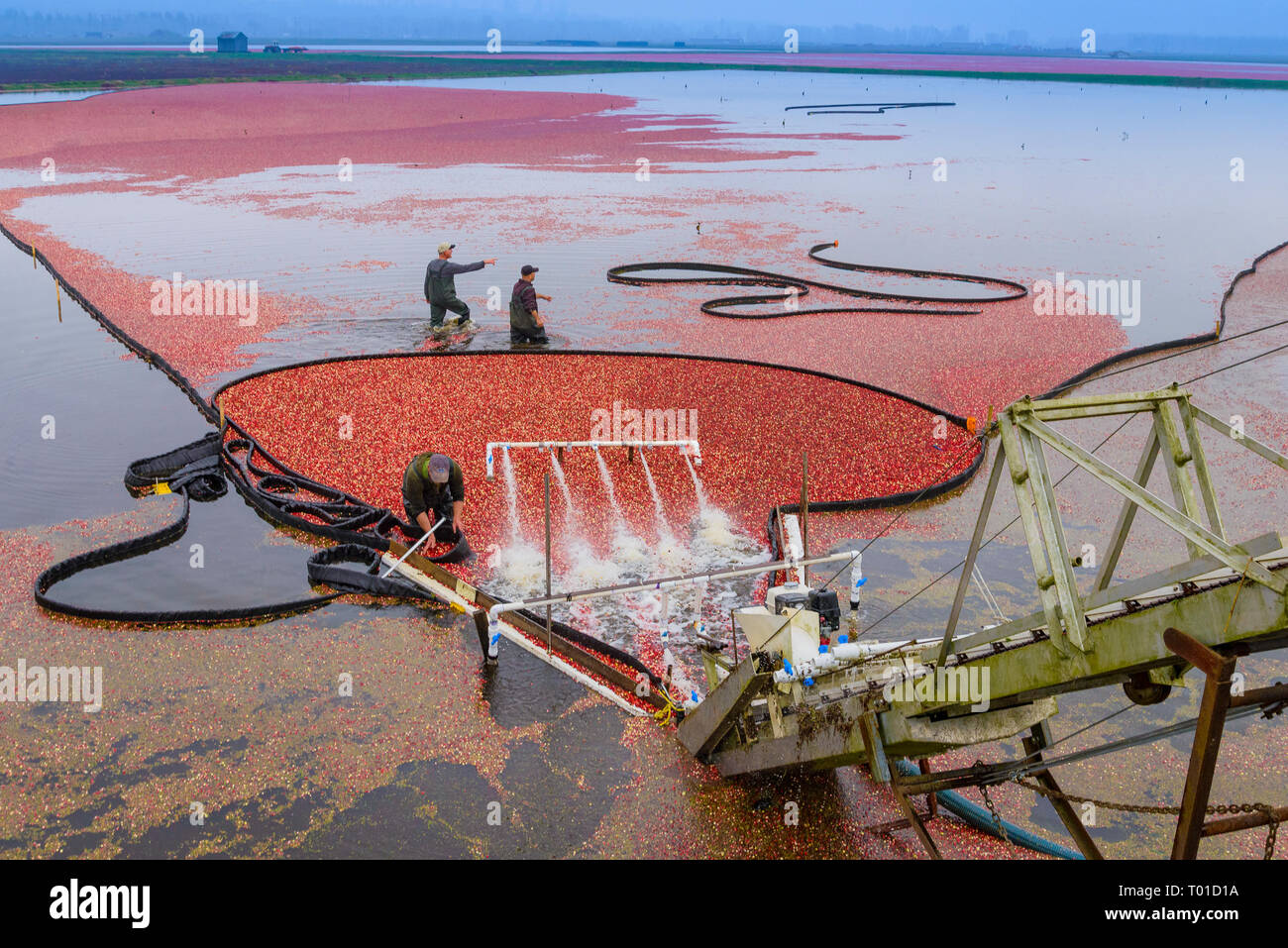 Cranberry harvest, Keefer Farms, Richmond, British Columbia, Canada