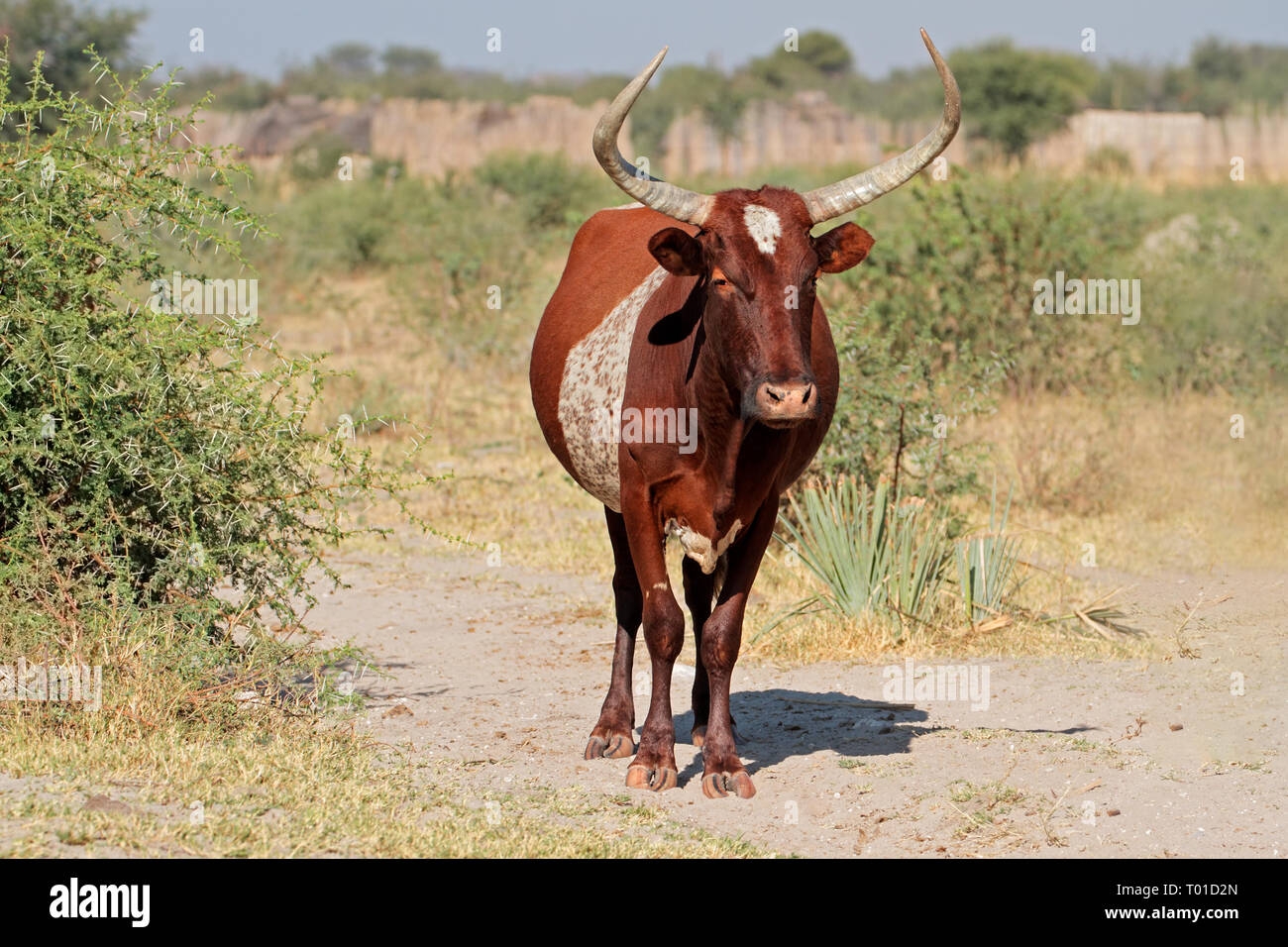 Sanga bull - indigenous cattle breed of northern Namibia, southern Africa Stock Photo