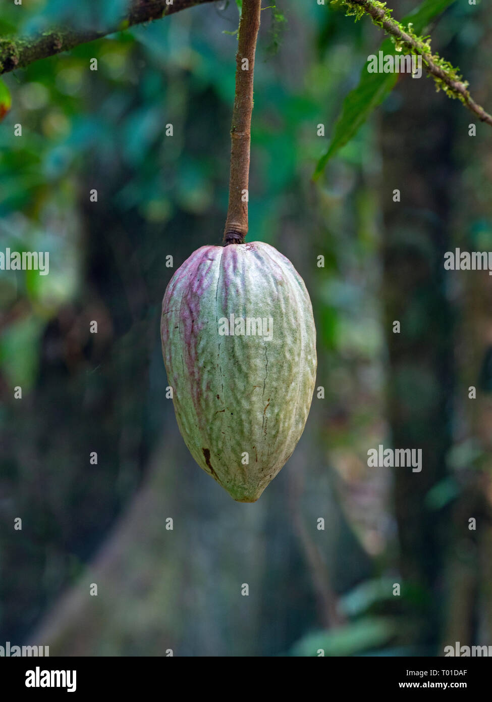 Cacao tree Theobroma cacao showing fruit pod Stock Photo