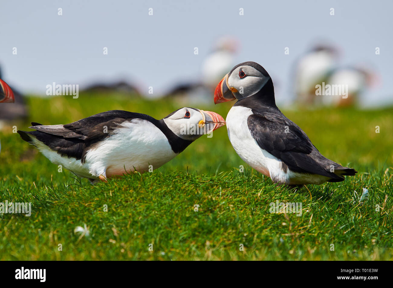 Atlantic puffin, Common puffin (Fratercula arctica), two common puffins looking at each other, Mykines Faroe Islands Stock Photo