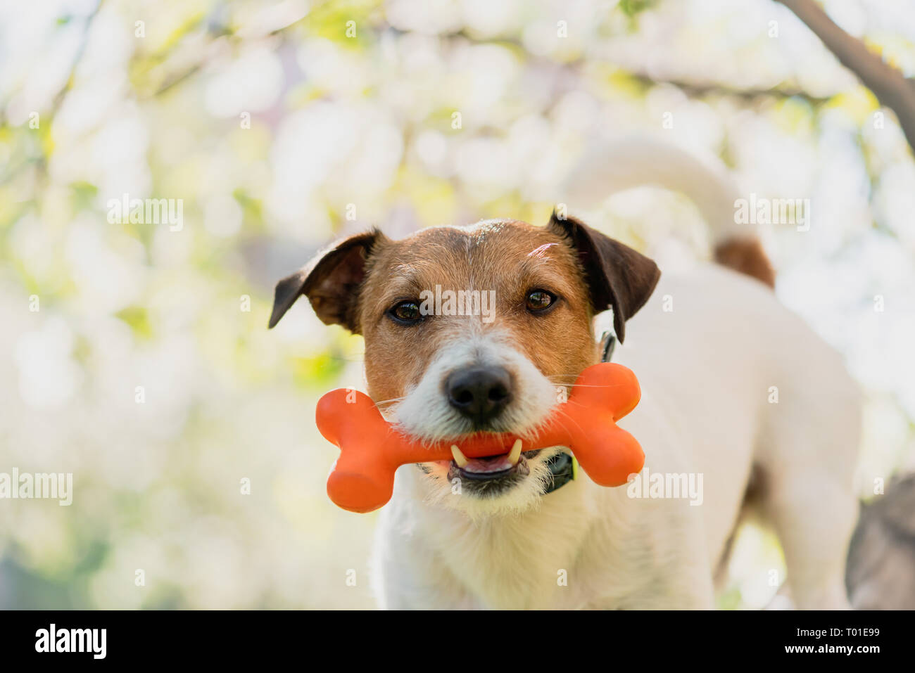 Dog holding toy bone in mouth under branch of blossoming apple tree Stock Photo
