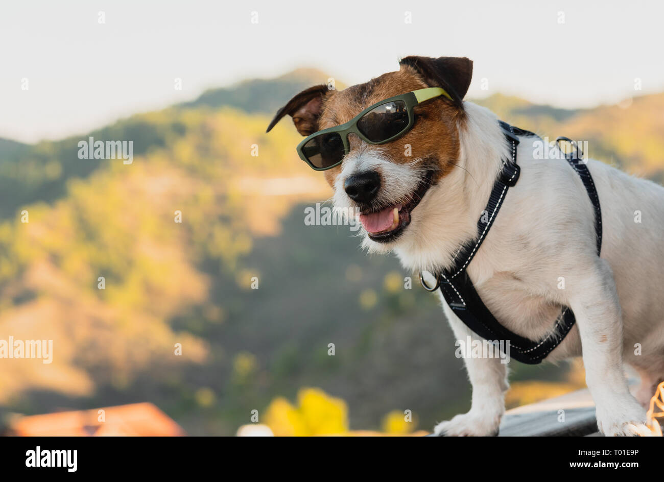 Dog wearing sunglasses as happy tourist posing at observation point at top of mountain Stock Photo