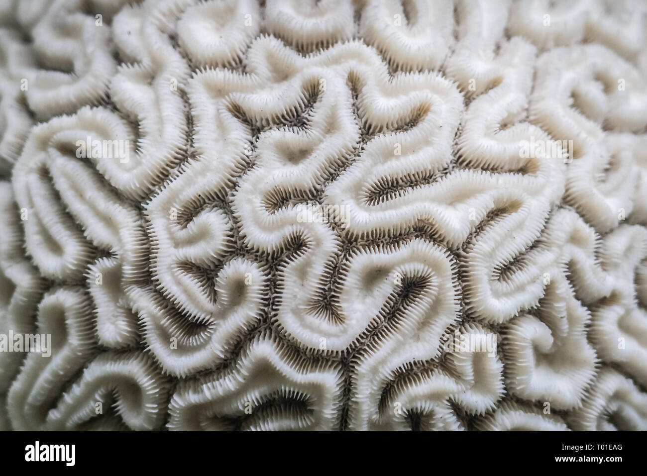 Abstract background the brain coral closeup that looks like the