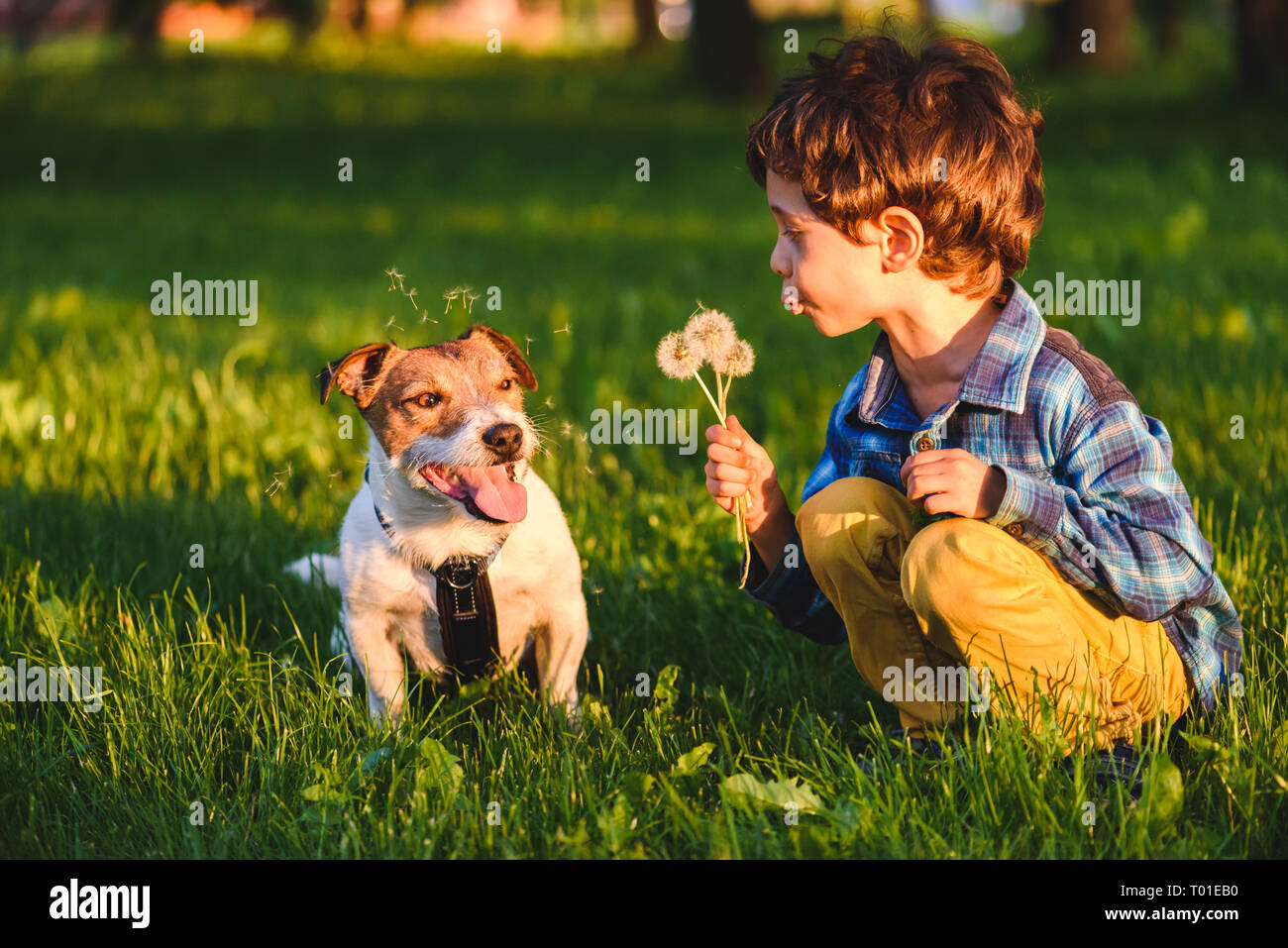 Naughty kid boy making bad joke blowing dandelions at dog Stock Photo