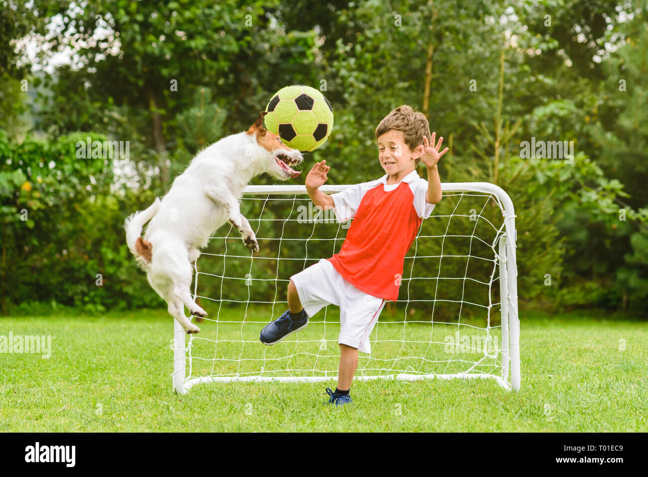Small animal playing football hi-res stock photography and images - Alamy