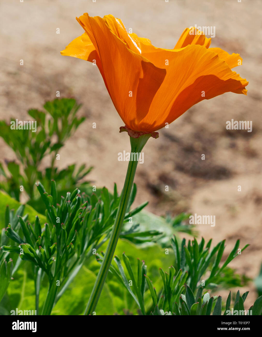 a golden orange california poppy pictured from the side with leaves and other vegetation at the base Stock Photo