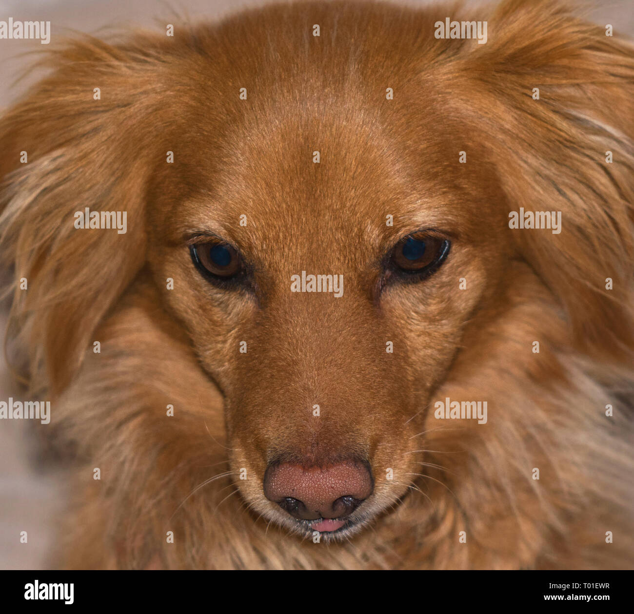 Detailed Close Up Of The Face Of A Small Red Long Haired Mixed