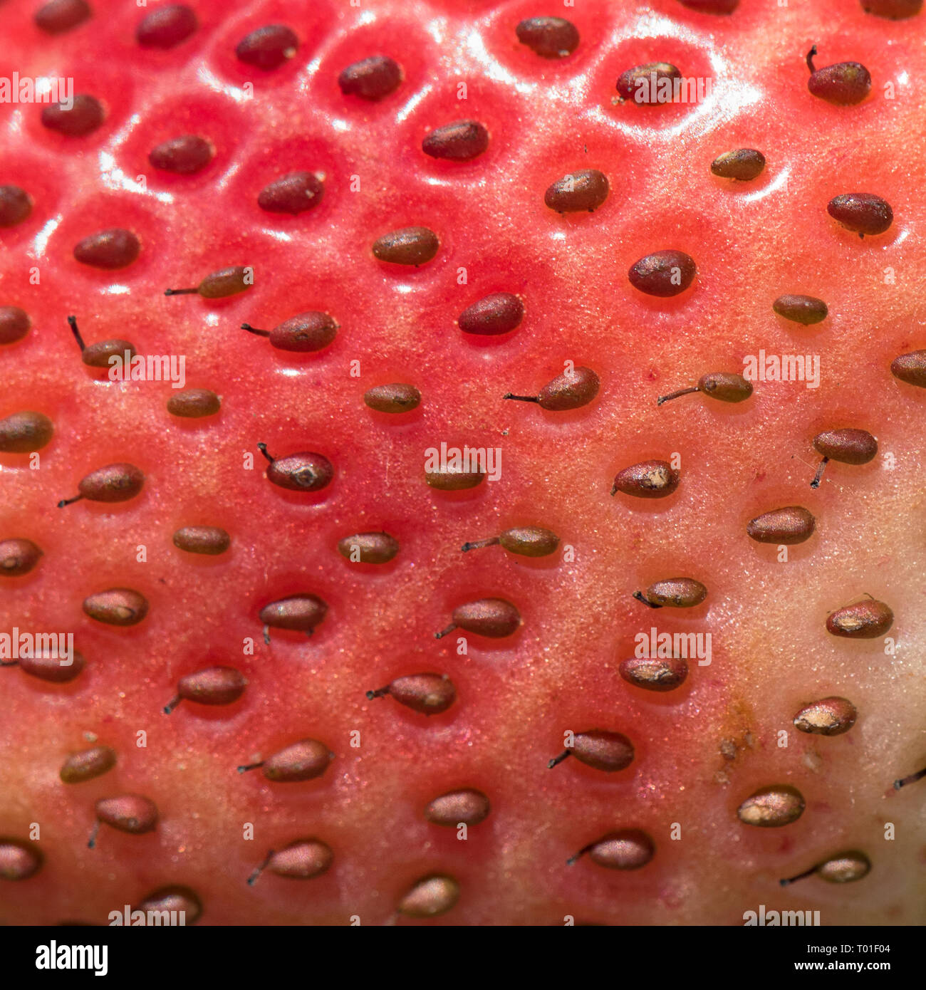 macro of a partly ripe strawberry showing the pattern, texture and