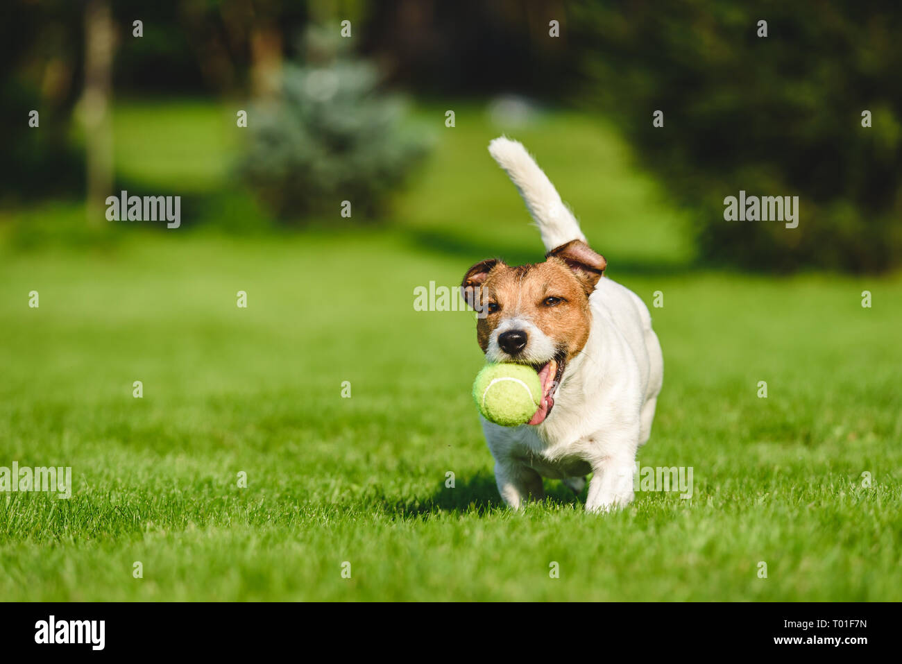 Happy Dog Runs And Plays With Tennis Ball At Backyard Lawn Stock