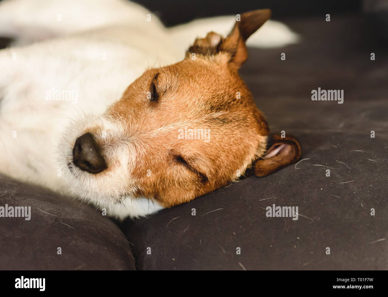 Shedding Dog Sleeping On Dirty Couch Covered With Molted Pet Hair