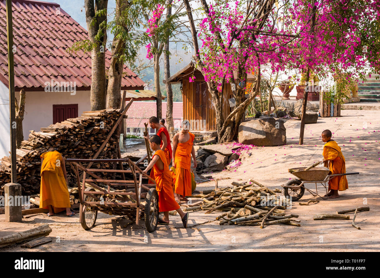 Young Buddhist monks working collecting wood, Wat Phoy Khuay monastery, Luang Prabang, Laos Stock Photo
