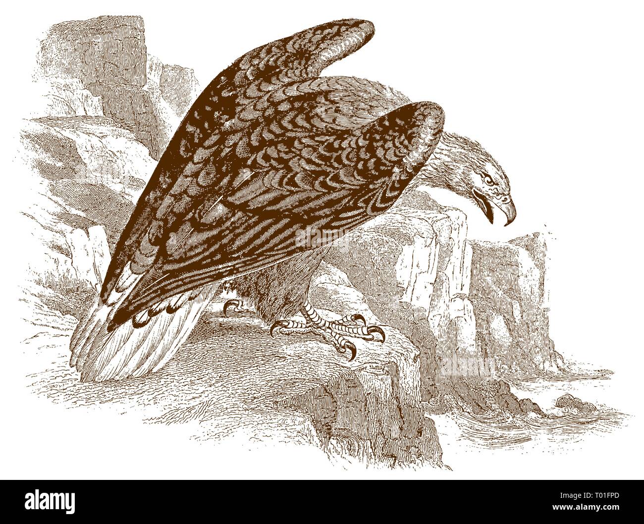 White-tailed eagle (haliaeetus albicilla) sitting on a rock, looking down to the sea. Illustration after a historic steel engraving, 19th century Stock Vector