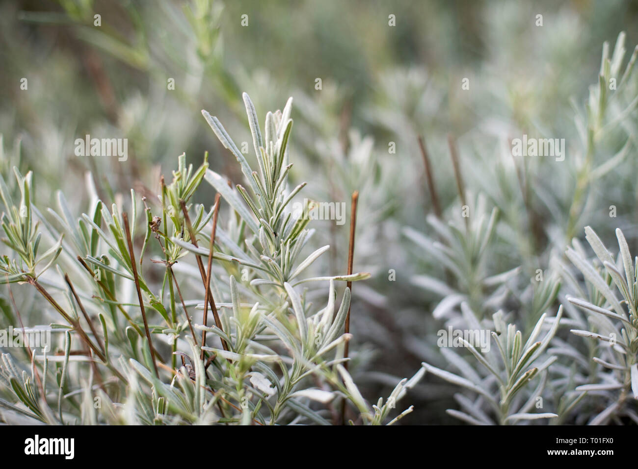 lavender in winter Stock Photo