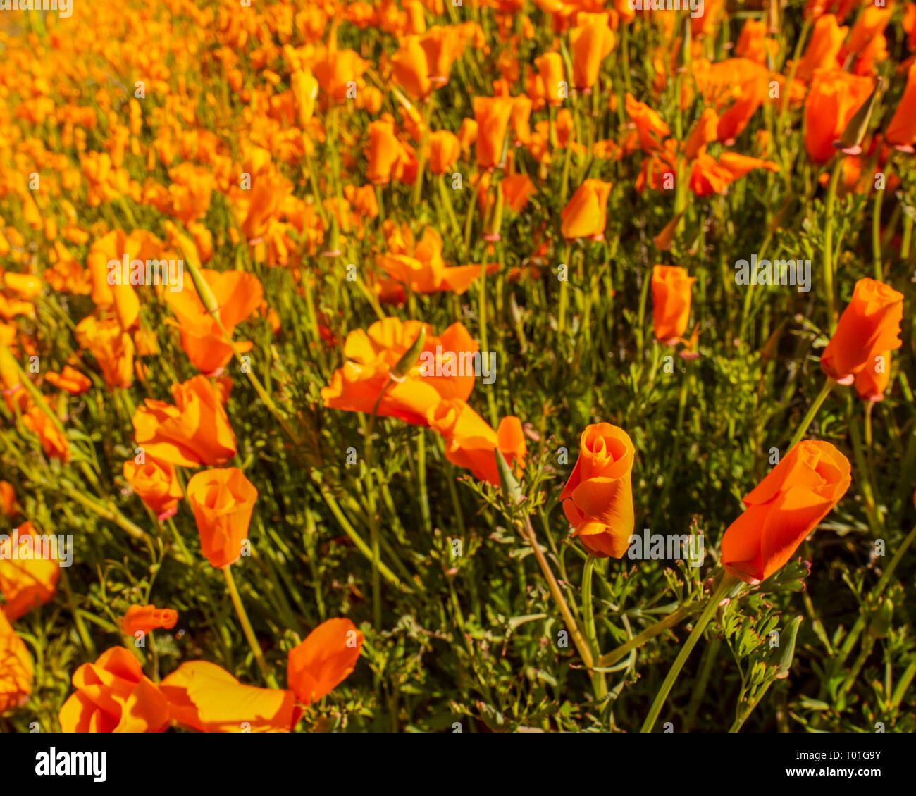 Native california plants hi-res stock photography and images - Alamy