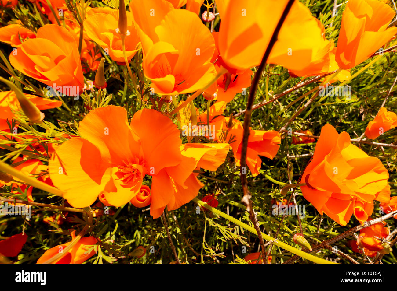 Native california plants hi-res stock photography and images - Alamy