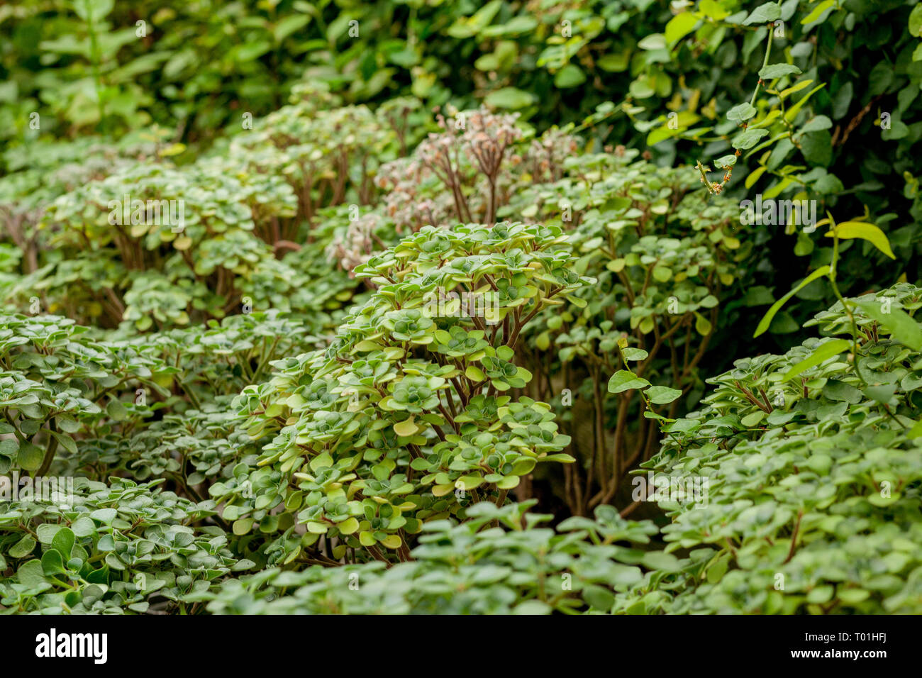 Full Frame Shot Of Ground Ivy, Textured background. Stock Photo