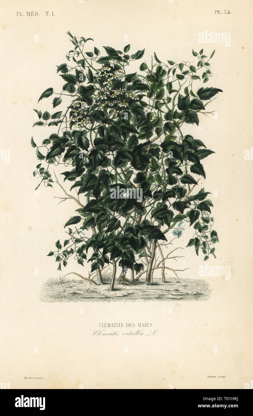 Olld man's beard and traveller's joy, Clematis vitalba, Clematite des haies. Handcoloured steel engraving by Lebrun after a botanical illustration by Edouard Maubert from Pierre Oscar Reveil, A. Dupuis, Fr. Gerard and Francois Herincq’s La Regne Vegetal: Flore Medicale, L. Guerin, Paris, 1864-1871. Stock Photo