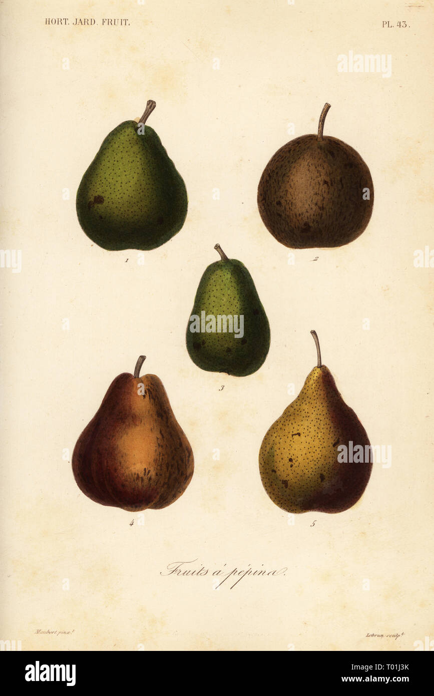 Poire High Resolution Stock Photography And Images Alamy