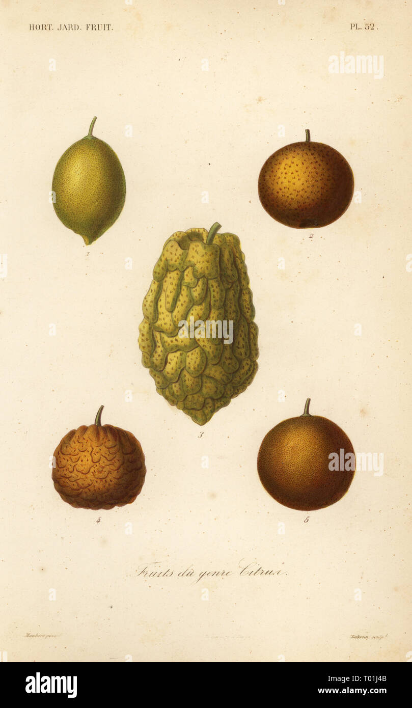 Citrus medica limonum hires stock photography and images Alamy