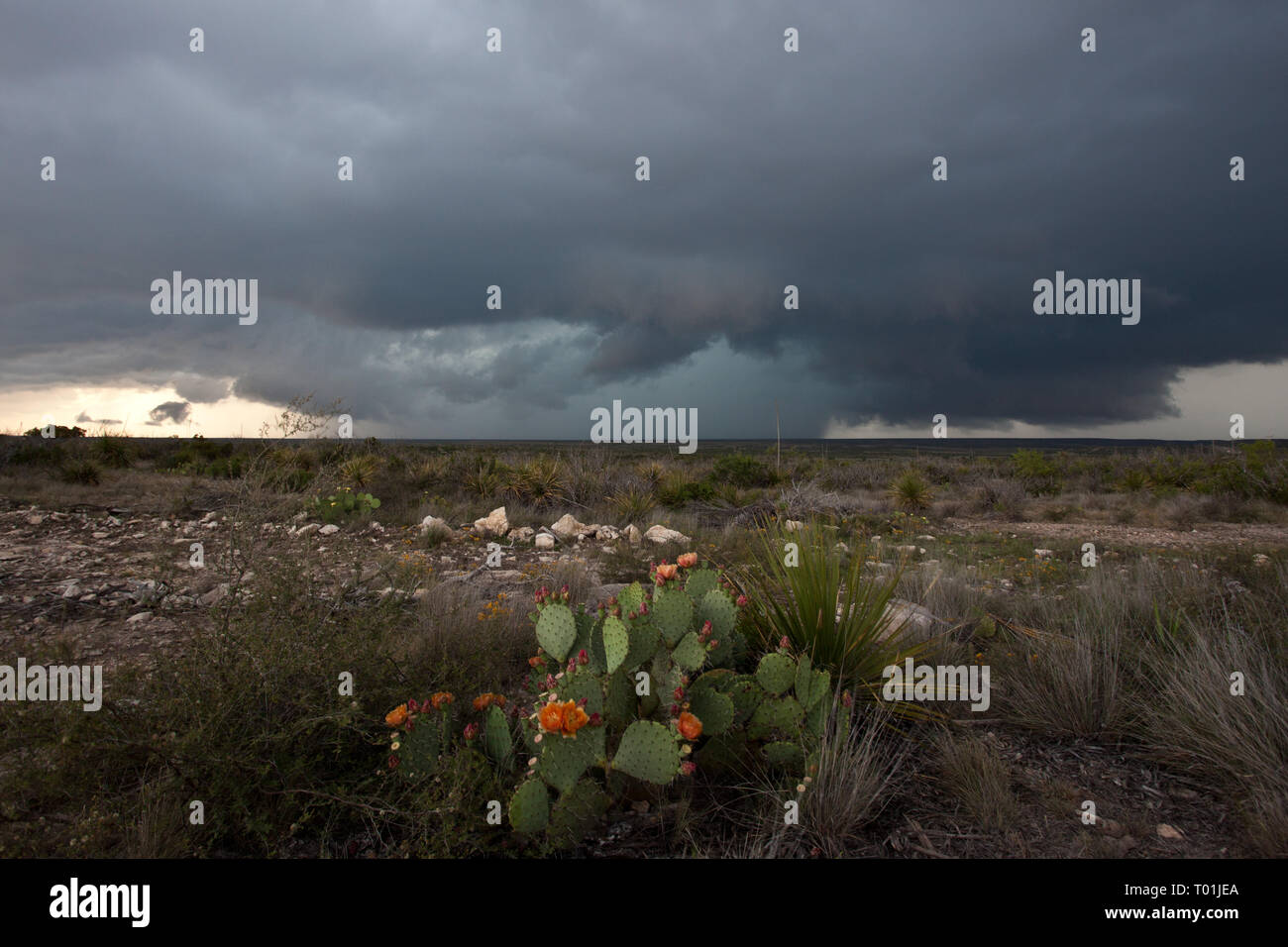 , Pecos County, Texas, USA Stock Photo Alamy