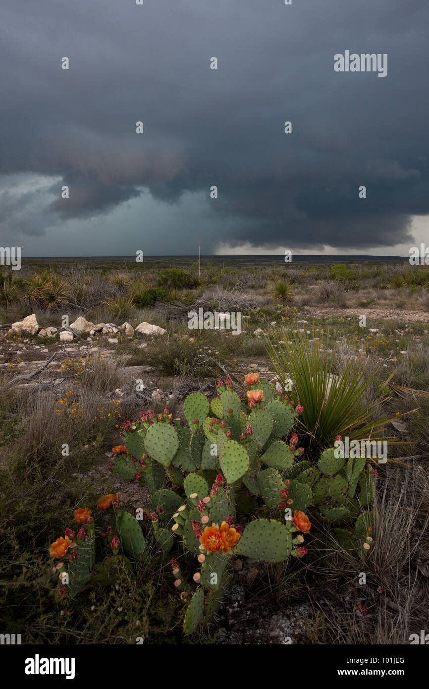 , Pecos County, Texas, USA Stock Photo Alamy