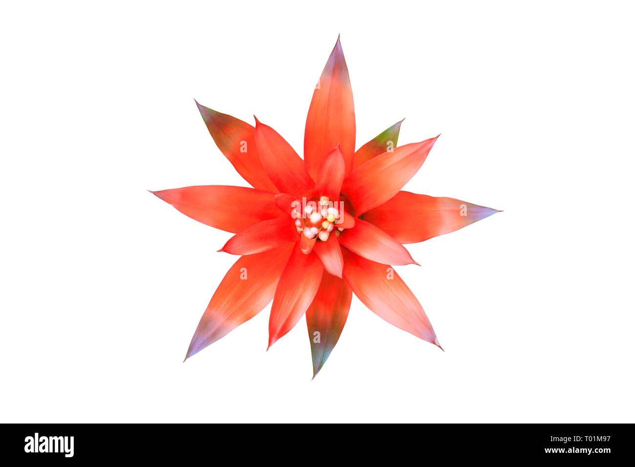 Bromeliads flower red beautiful natural isolated on white background and clipping path (Scientific name Guzmania ligulata) Stock Photo