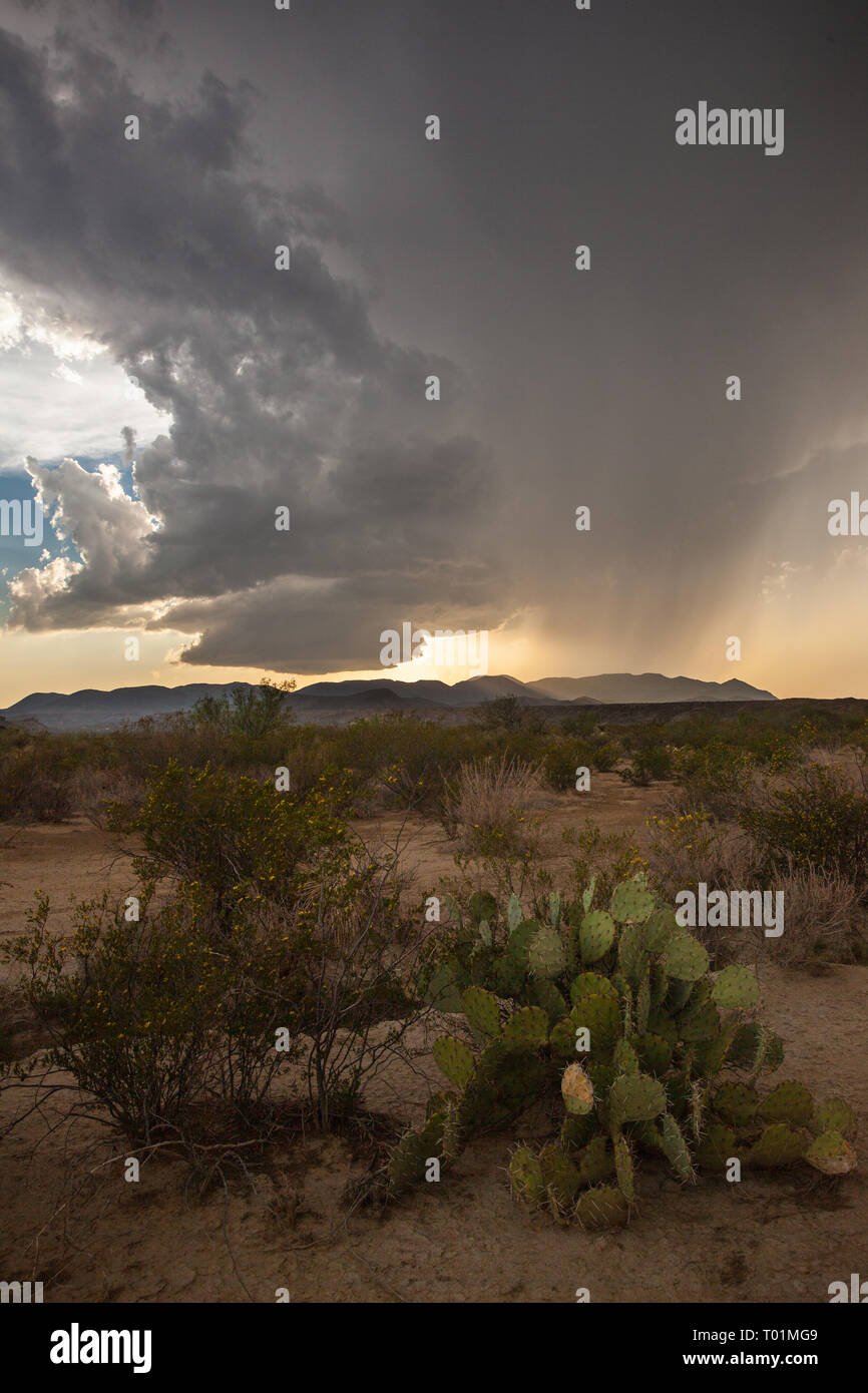 Big Bend National Park, Brewster County, Texas, USA Stock Photo