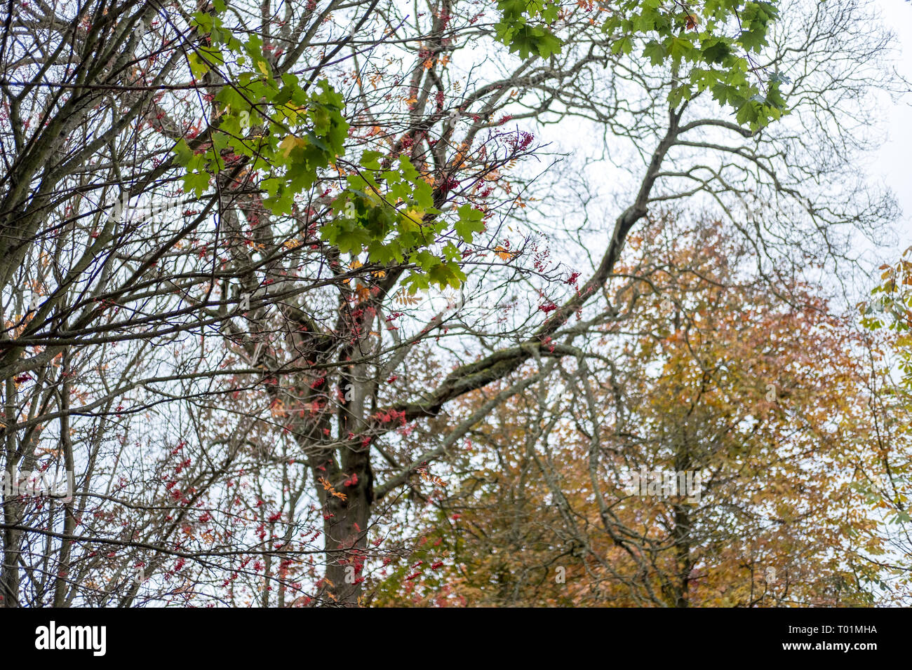 Tree Branch with yellow and green leaves in autumn Stock Photo - Alamy