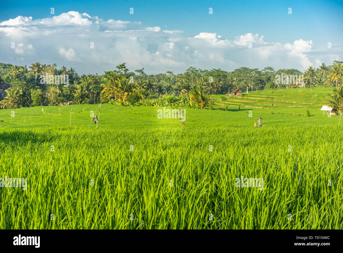 Ubud Rice Patty Green rice paddy field in Near Ubud, Bali, Indonesia Stock Photo - Alamy