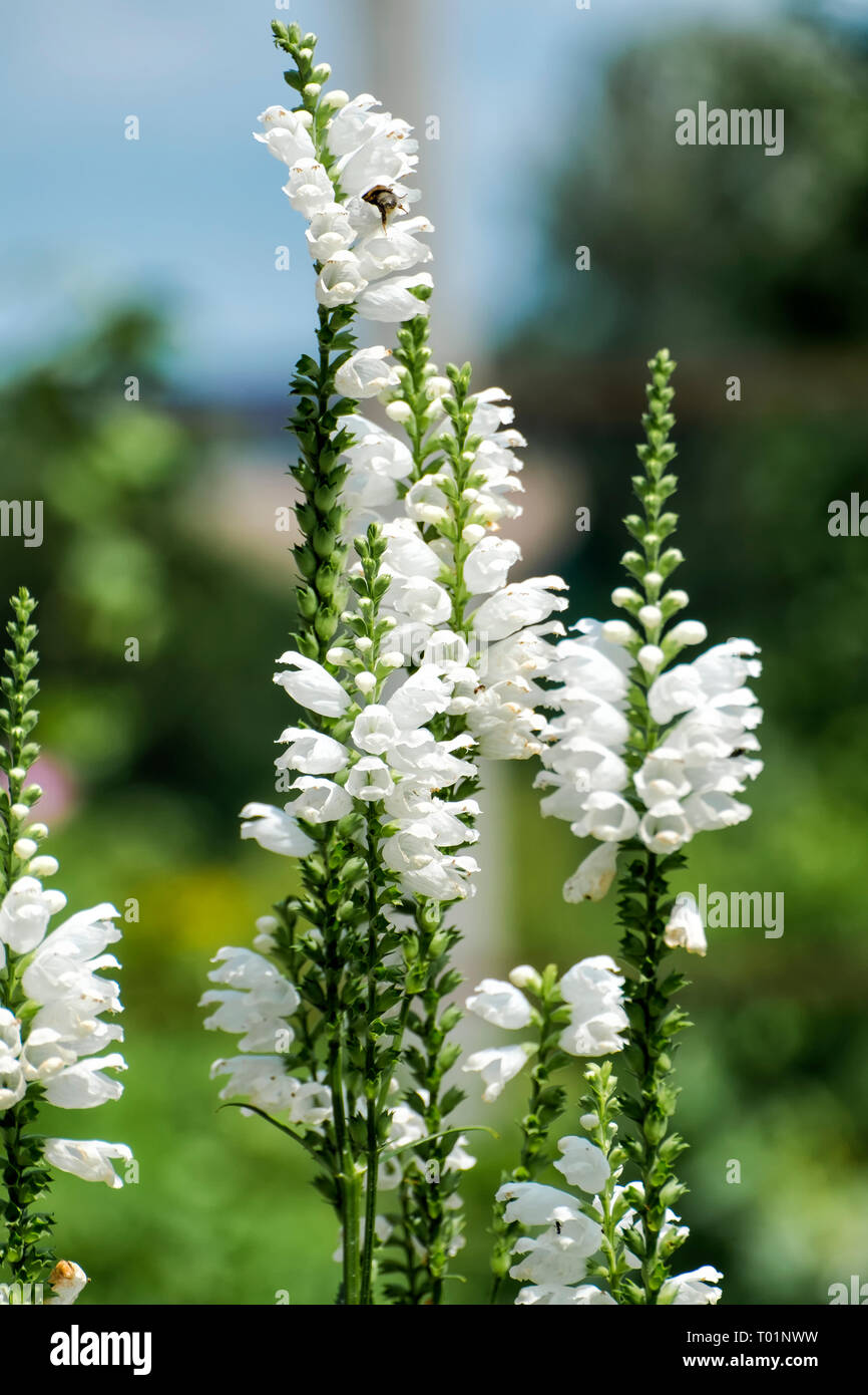 White flowers of false dragonhead (Physostegia virginiana) Stock Photo