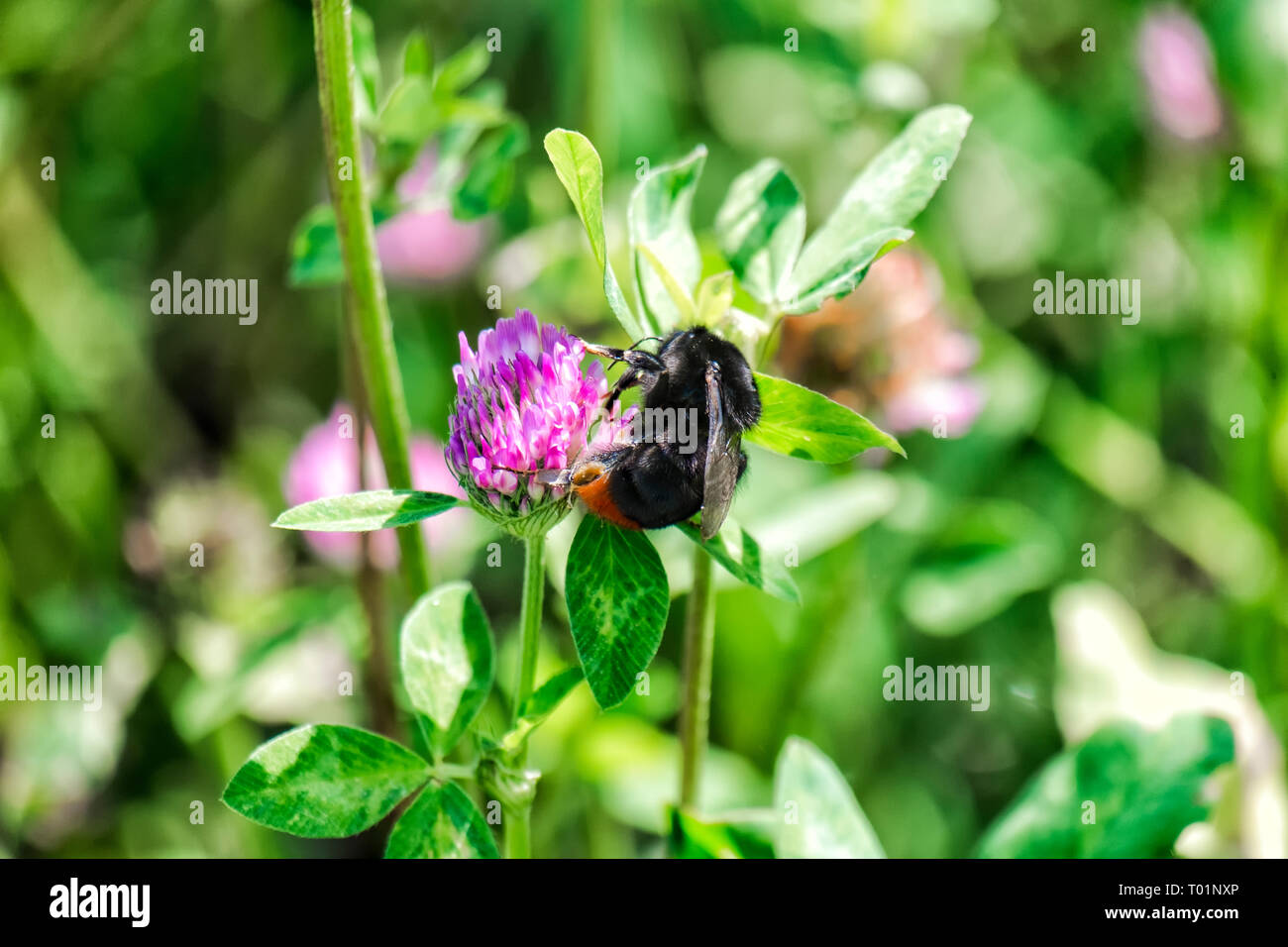 Worker female of red-tailed bumblebee (Bombus lapidarius) Stock Photo