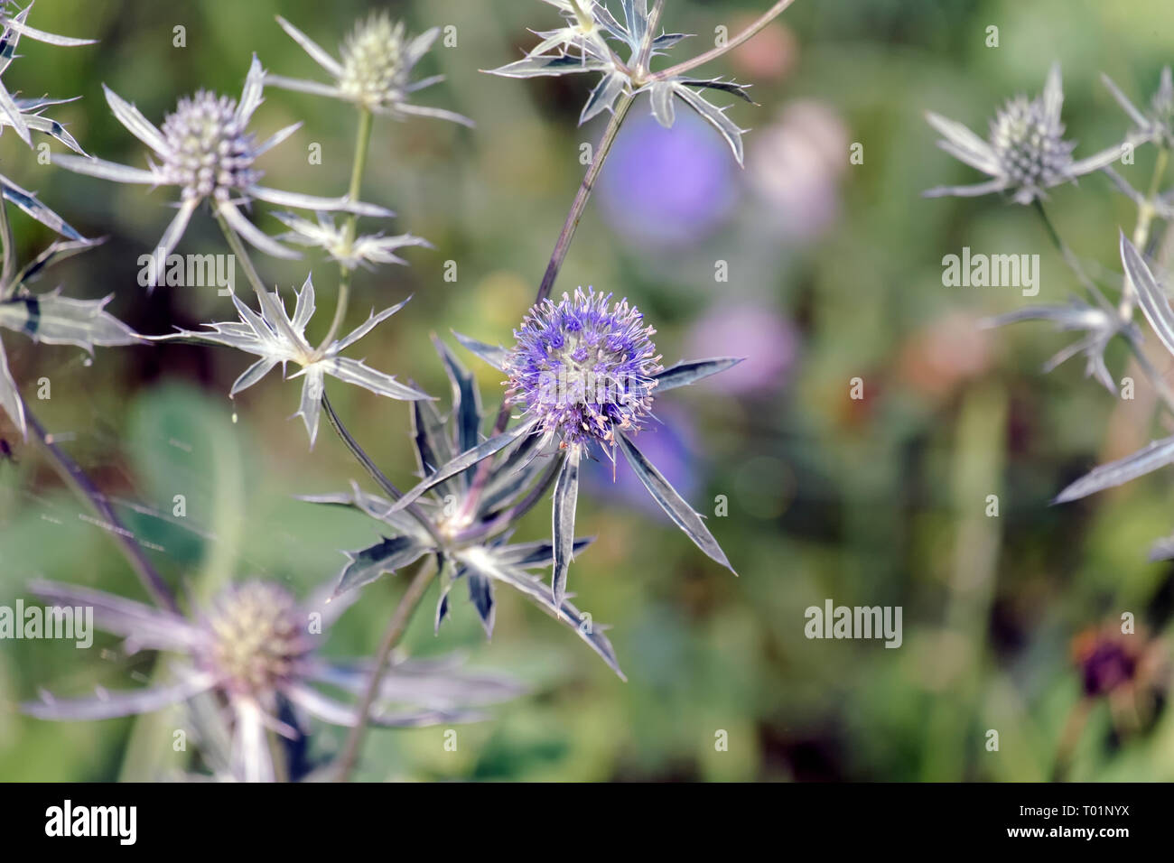 Blue eryngo herbaceous perennial thistle (Eryngium planum Stock Photo