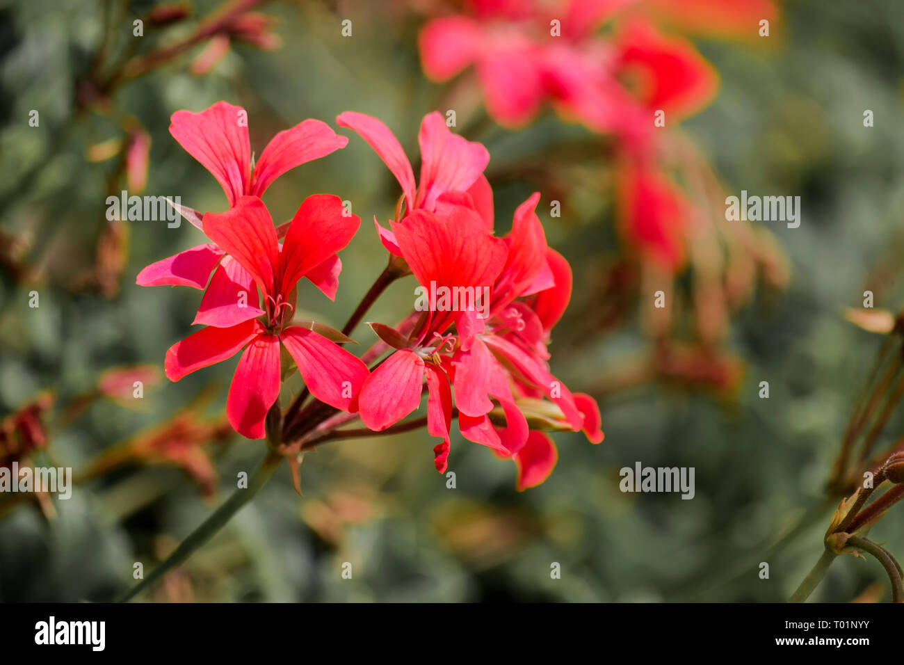 Bright pink flowers of horse-shoe pelargonium (Pelargonium zonale) Stock Photo
