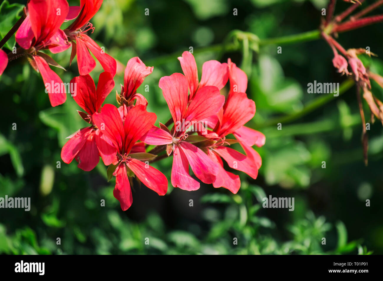 Bright pink flowers of horse-shoe pelargonium (Pelargonium zonale) Stock Photo